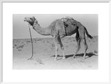 Full length profile portrait of ...