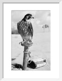 Portrait of a peregrine falcon ...