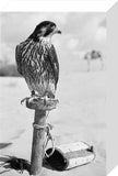 Portrait of a peregrine falcon ...