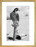 Portrait of a peregrine falcon ...