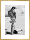 Portrait of a peregrine falcon ...