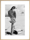 Portrait of a peregrine falcon ...