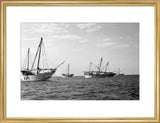 Side view of kotias, large ...