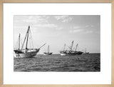 Side view of kotias, large ...