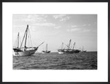 Side view of kotias, large ...