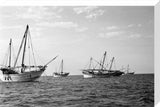 Side view of kotias, large ...
