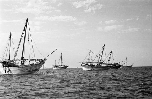 Side view of kotias, large ...