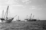 Side view of kotias, large ...
