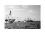 Side view of kotias, large ...