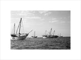Side view of kotias, large ...