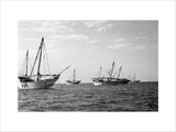 Side view of kotias, large ...