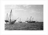 Side view of kotias, large ...