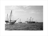 Side view of kotias, large ...