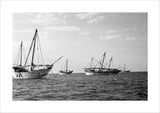 Side view of kotias, large ...