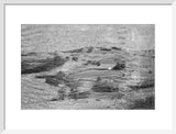 View of ghaf [Prosopis cineraria] ...