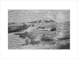 View of ghaf [Prosopis cineraria] ...