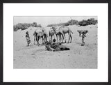 Bedouin watering camels at a ...