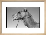 Close up profile portrait of ...