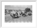 Mahra Bedouin of the Bayt ...
