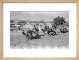 Mahra Bedouin of the Bayt ...