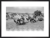 Mahra Bedouin of the Bayt ...