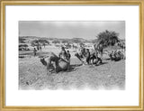 Mahra Bedouin of the Bayt ...