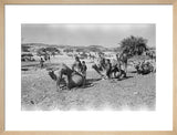 Mahra Bedouin of the Bayt ...