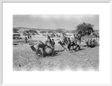 Mahra Bedouin of the Bayt ...