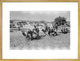 Mahra Bedouin of the Bayt ...