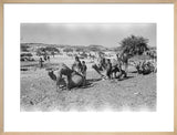 Mahra Bedouin of the Bayt ...