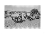 Mahra Bedouin of the Bayt ...