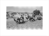 Mahra Bedouin of the Bayt ...