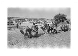 Mahra Bedouin of the Bayt ...