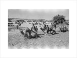 Mahra Bedouin of the Bayt ...