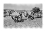 Mahra Bedouin of the Bayt ...