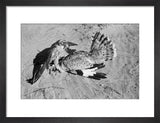 Portrait of a peregrine falcon ...