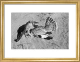 Portrait of a peregrine falcon ...