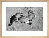 Portrait of a peregrine falcon ...