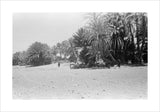 View of people and camels ...