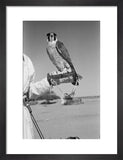 Portrait of a peregrine falcon ...