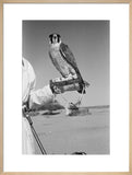 Portrait of a peregrine falcon ...