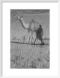 View of a Bedouin man ...