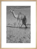 View of a Bedouin man ...