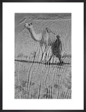 View of a Bedouin man ...