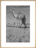 View of a Bedouin man ...