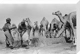 Portrait of Salim bin Kabina ...