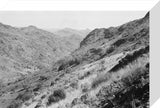 View of vegetation growing on ...