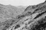 View of vegetation growing on ...