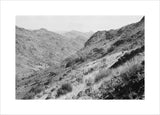 View of vegetation growing on ...