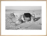 Profile portrait of Wilfred Thesiger's ...